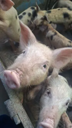 Porquinhos de três meses de idade disponível pra venda