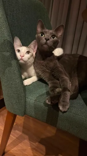 Doação Casal de Gatos - Adoção Responsável