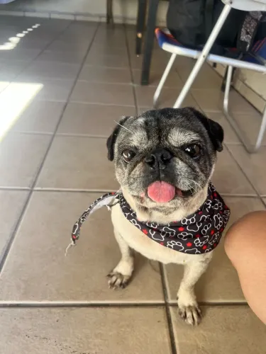 AJUDE A PROCURAR DUCKY