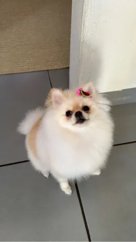 Lulu da Pomerania fêmea