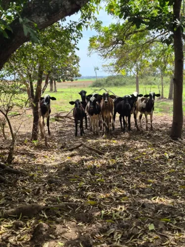 OPORTUNIDADE ÚNICA - SÍTIO PRODUTIVO À VENDA EM SANTA ISABEL/GO (23,65 hectares)