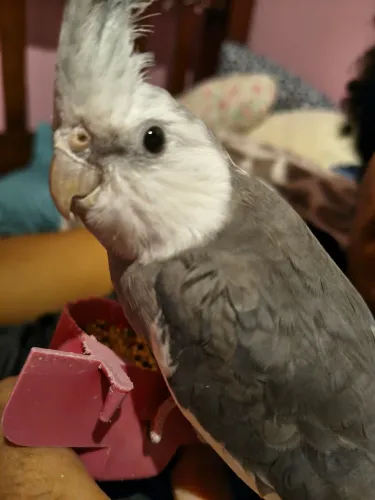 Gaiola