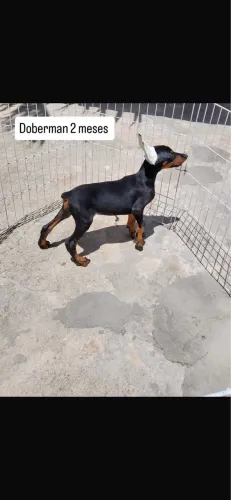 Dobermann de alto padrão 