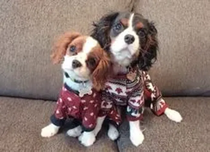 Cavalier King Charles 