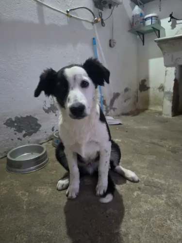 Border Collie