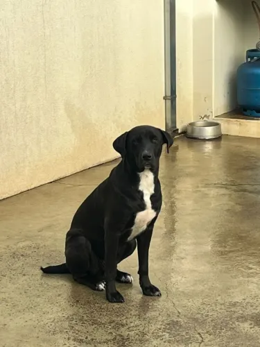Adoção