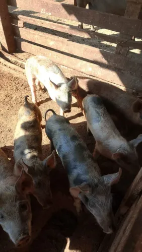Vende se porcos