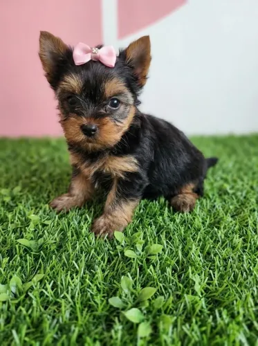 Yorkshire Terrier Fêmea Encantadora