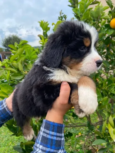 Vendo bernese