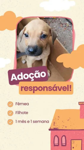 Filhotes para Adoção Responsável