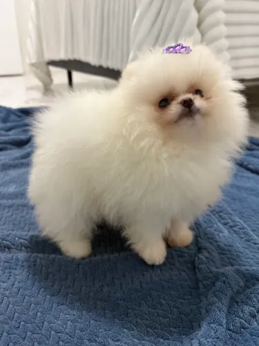 Linda filhote de lulu da Pomeranea, anã