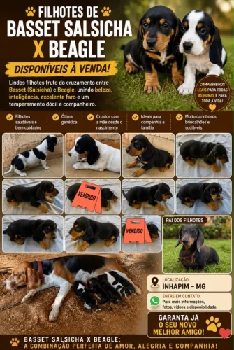 Filhotes de barc (salchicha)x beagle disponíveis