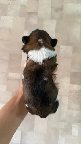 Shihtzu machinhos 