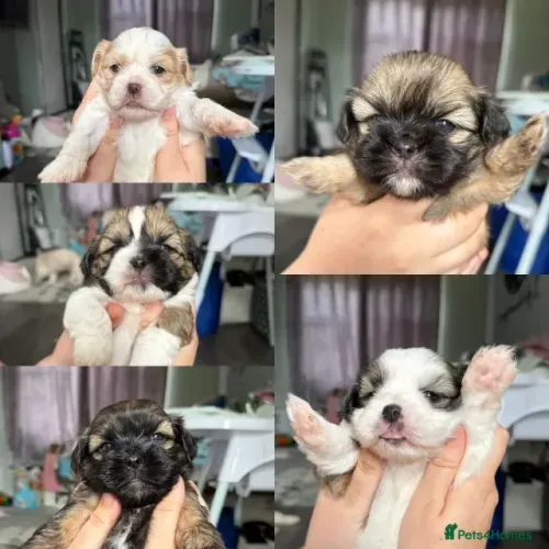Shih Tzu/ Shitzu cachorro de raça mansa com pedigree filhotes macho e fêmea vacinados