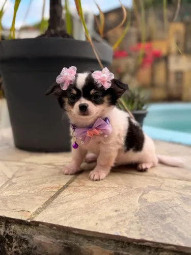 Chihuahua Promoção 