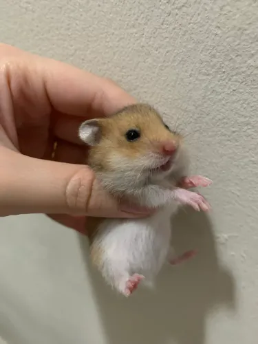 Vendo hamster sírio