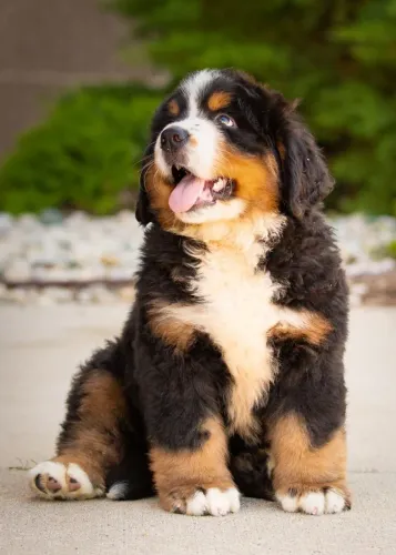Bernese- boiadeiro gigante 