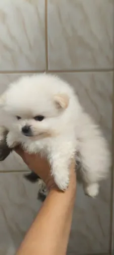 Lulu machinho filhote anão