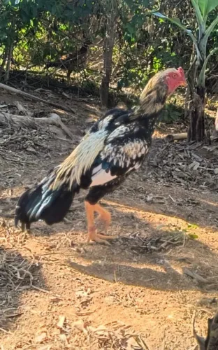 galo prata