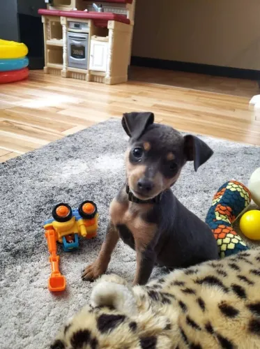 Filhote de cachorro Pinscher/Pincher super dócil e temperamento equilibrado