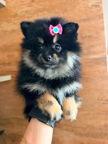 Feminha de Spitz alemão
