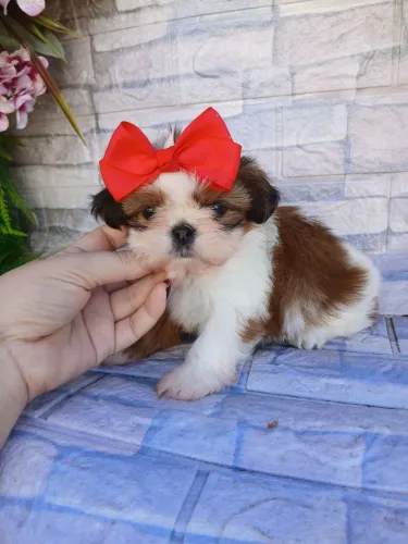 Shitzu fêmea mini tricolor lindíssima