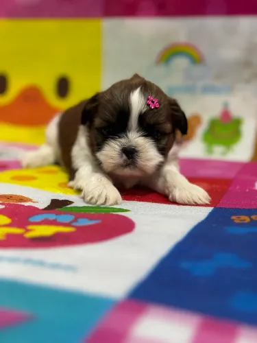 Shih Tzu fêmea 