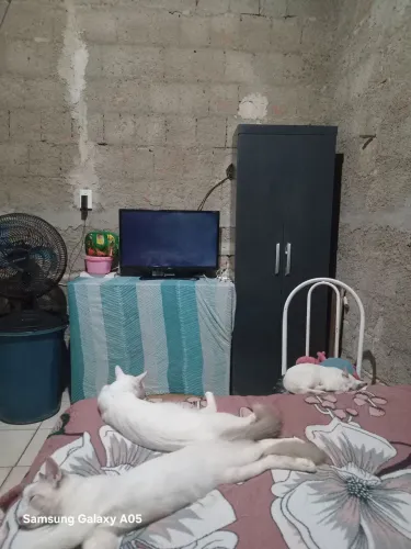 Tv LG com defeito