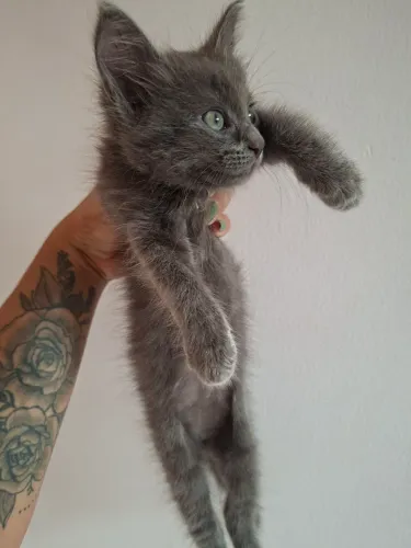 Vendo gata cinza