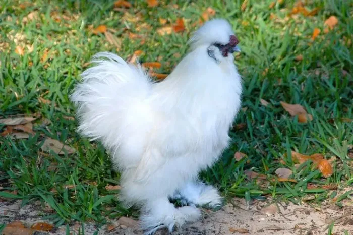 Galinha Sedosa do Japão 