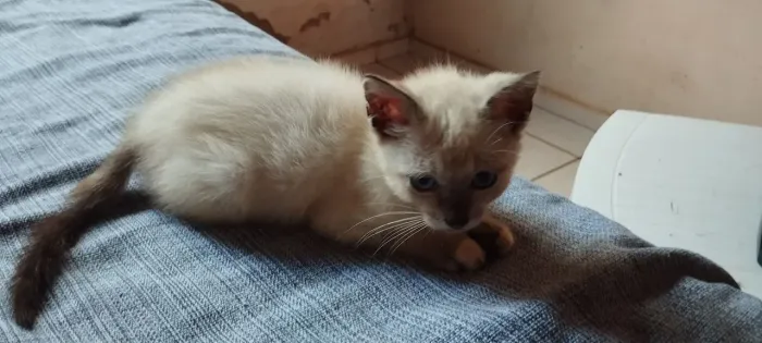 Gata filhote pra doação 