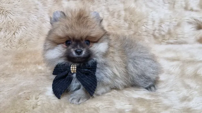 Spitz alemão anão