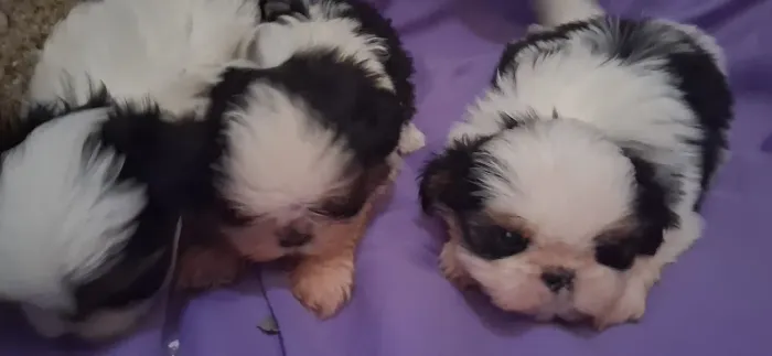 Shihtzu filhotes 800.