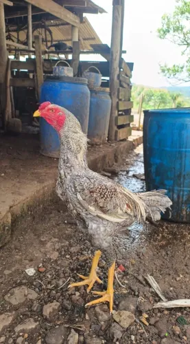 Vendo galo carijó