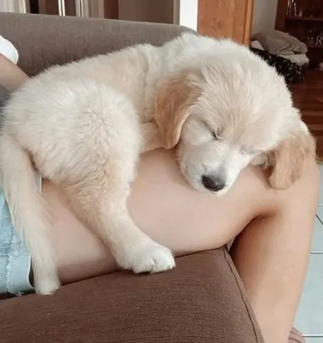 Filhotes de Golden Retriever | Um cachorro cheio de afeto e ternura.