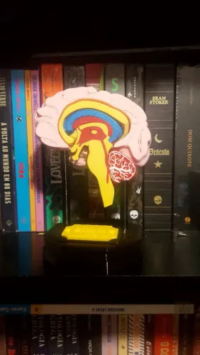 Cérebro Humano Anatômico