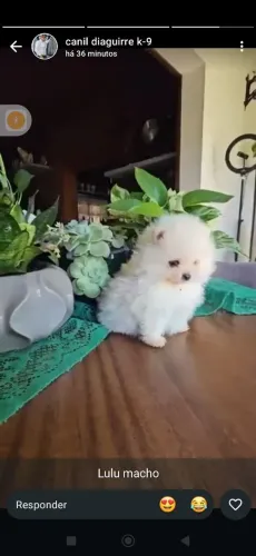 Lulu da Pomerânia macho 1.500