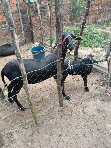 Ovelha 