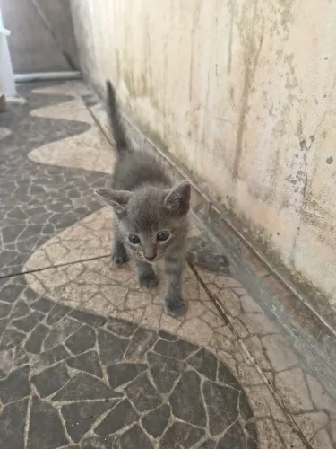 Doação de gatinhos