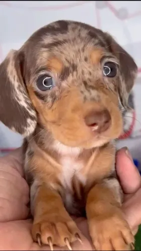 basset daschund teckel  com garantia 