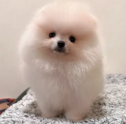 Cachorro Lulu da Pomerania exotico de alto padrão