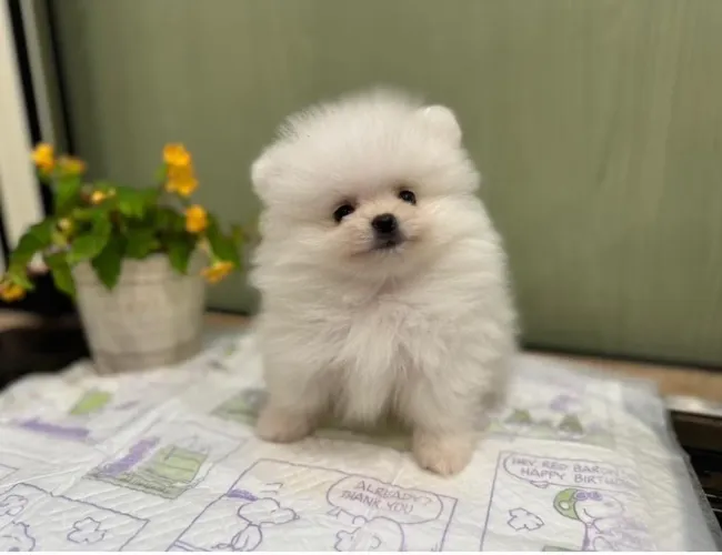 Spitz Alemão Macho Anão! Garanta já o seu.