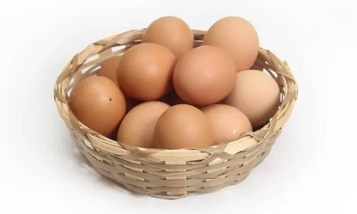 ovos e pintinhos  raça brahma