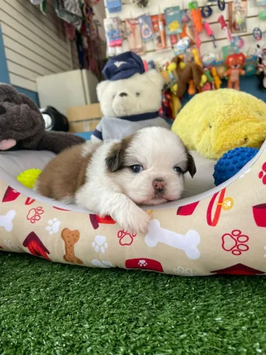 Filhote de shihtzu macho branquinho 