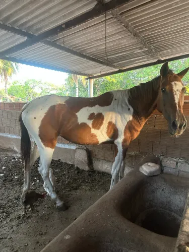 Egua pampa mansa de tudo