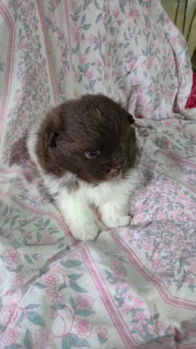 Lulu da Pomerânia - split alemão