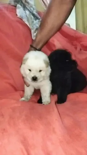 Cachorro