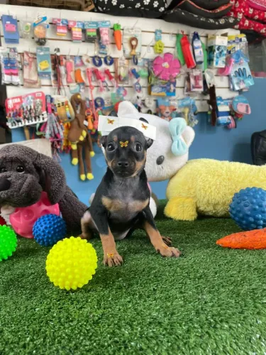 Filhote de pinscher miniatura fêmea a pronta entrega