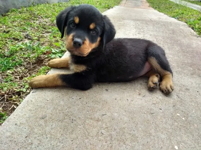 Rottweiler filhote