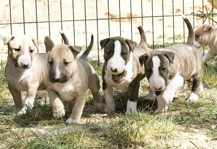 Loja Física de Bull Terrier com Garantia e Suporte Pós-Venda